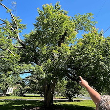 Removing-a-Dying-Maple-Tree-in-Chester-MD 0